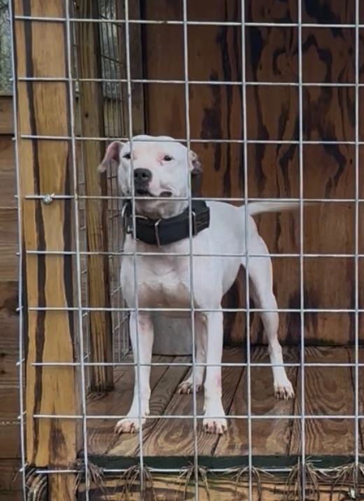 ELITE KENNEL’S FENDI