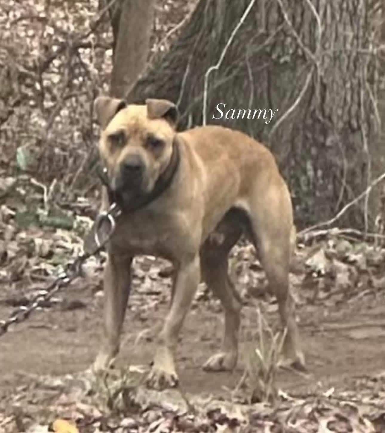 ELITE KENNEL’S SAMMY