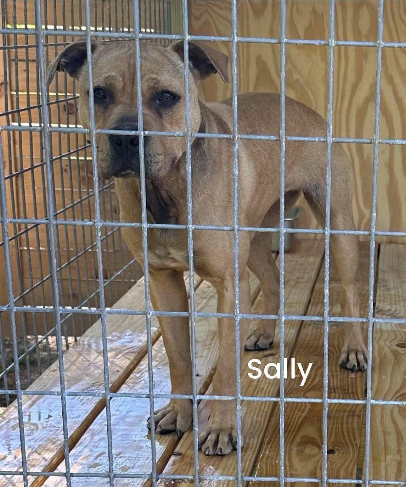 ELITE KENNEL’S SALLY