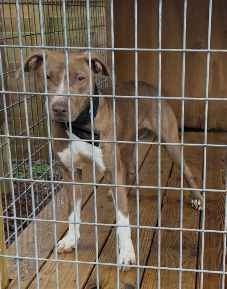 ELITE KENNEL’S MIGHTY MACHA