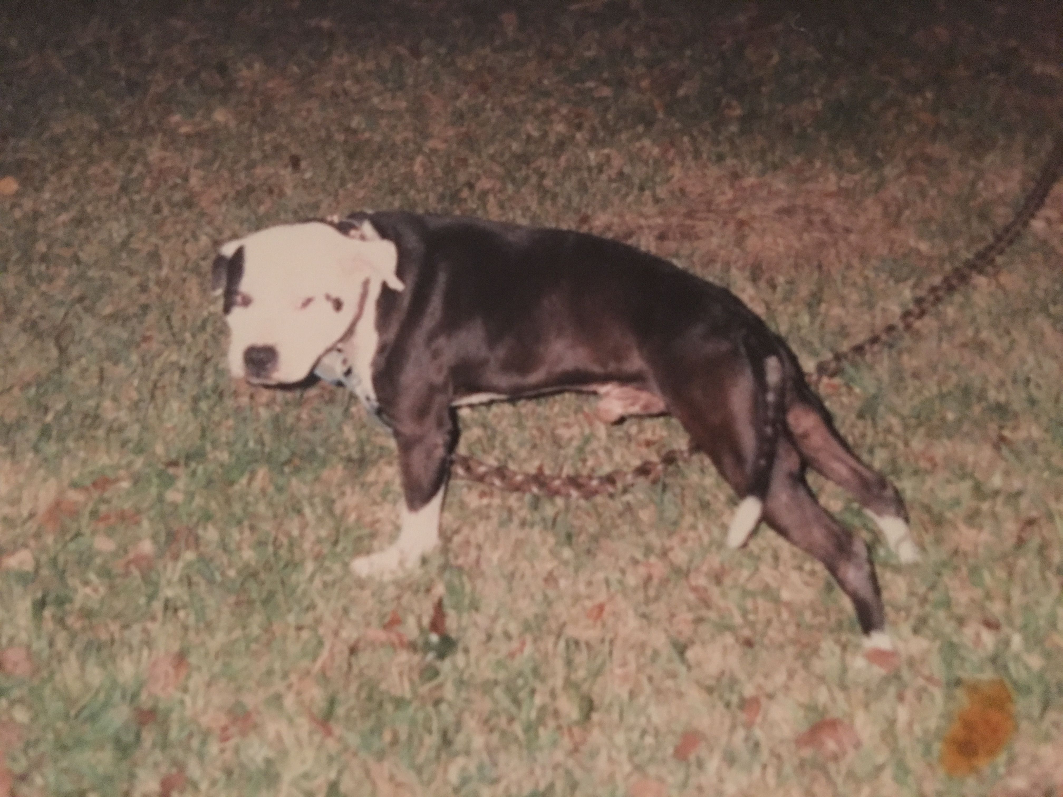 ELITE KENNEL’S PRETTY BOY