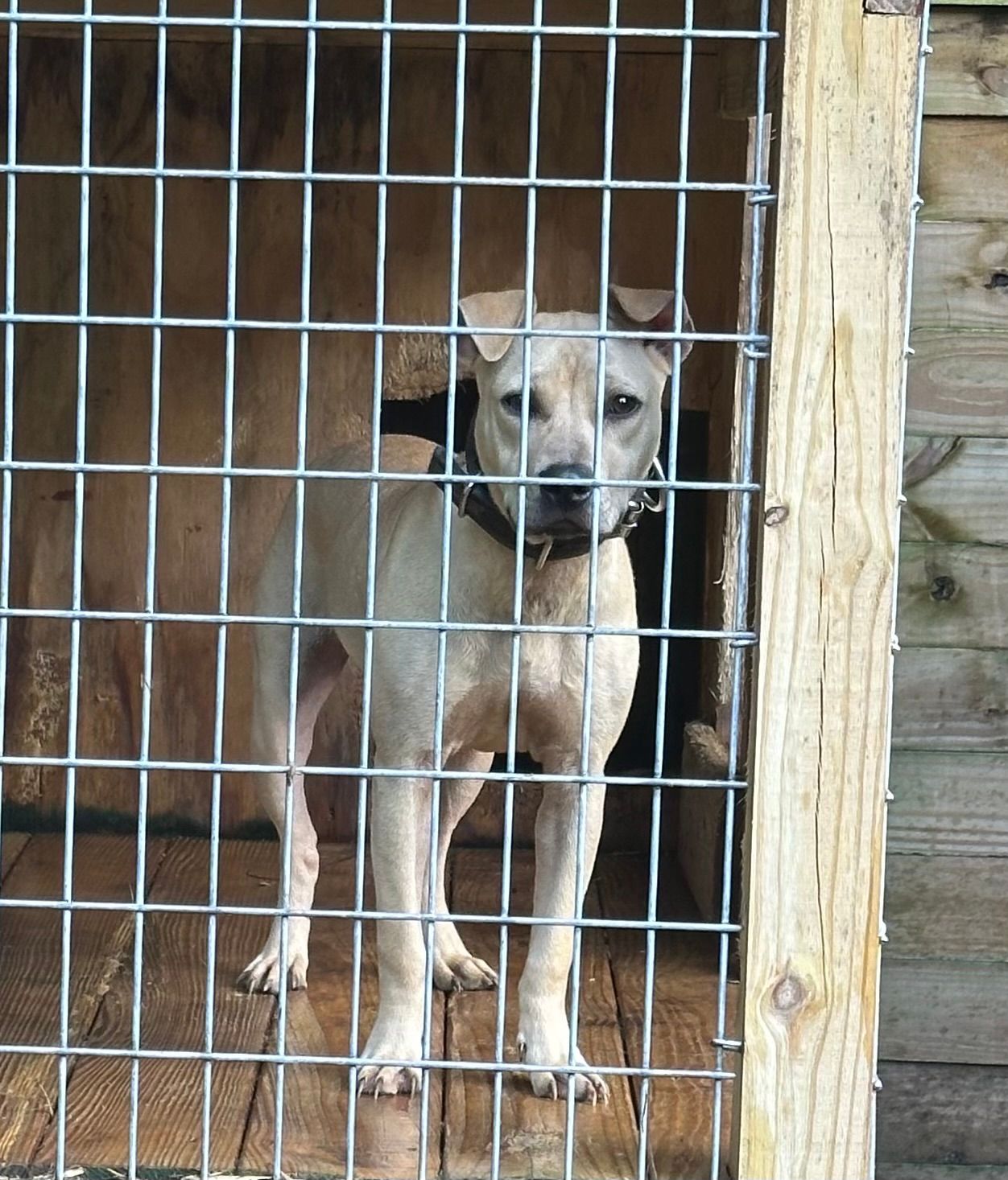 ELITE KENNEL’S INDIAN BOLIA