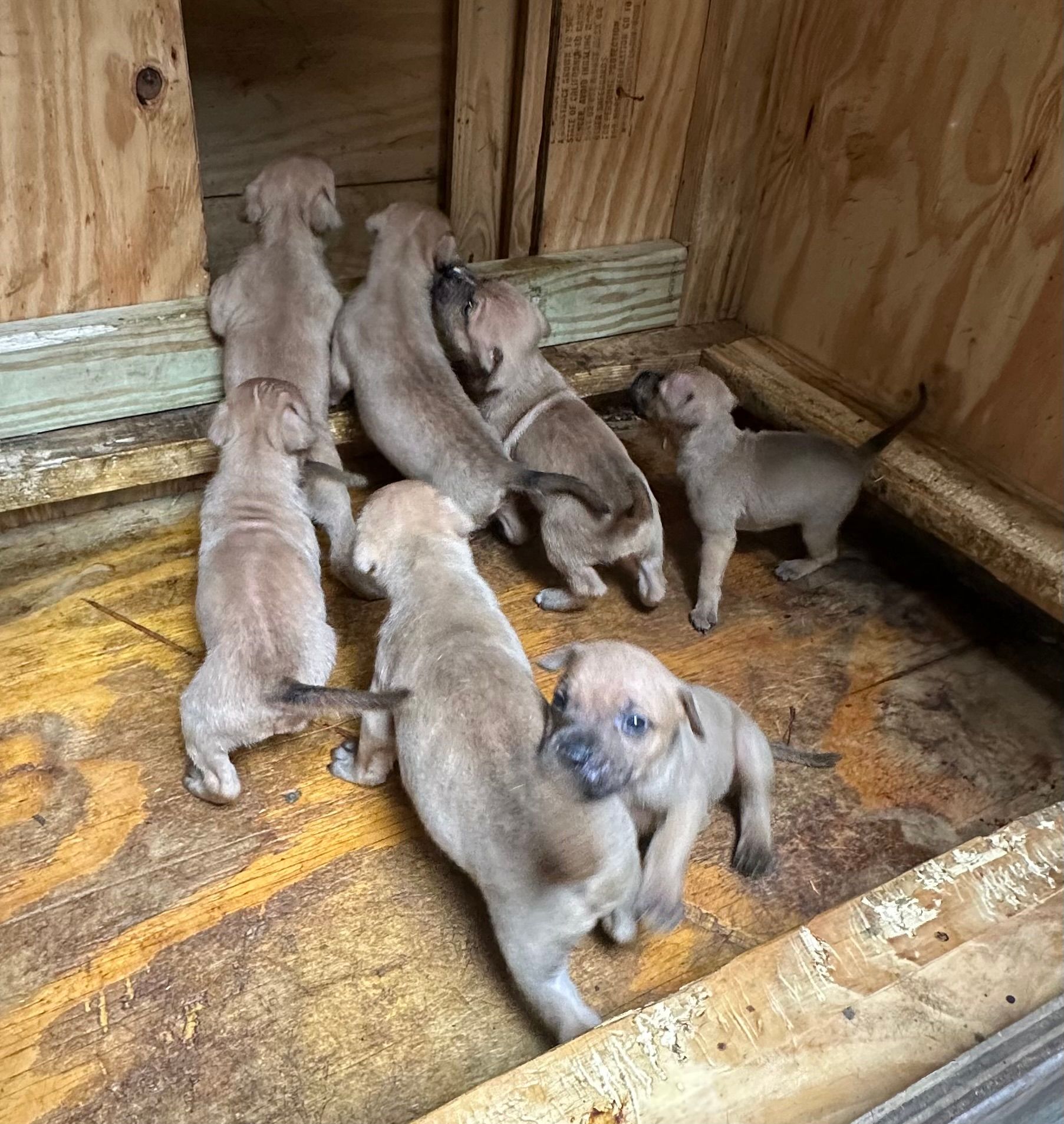ELITE JEEP BREEDING