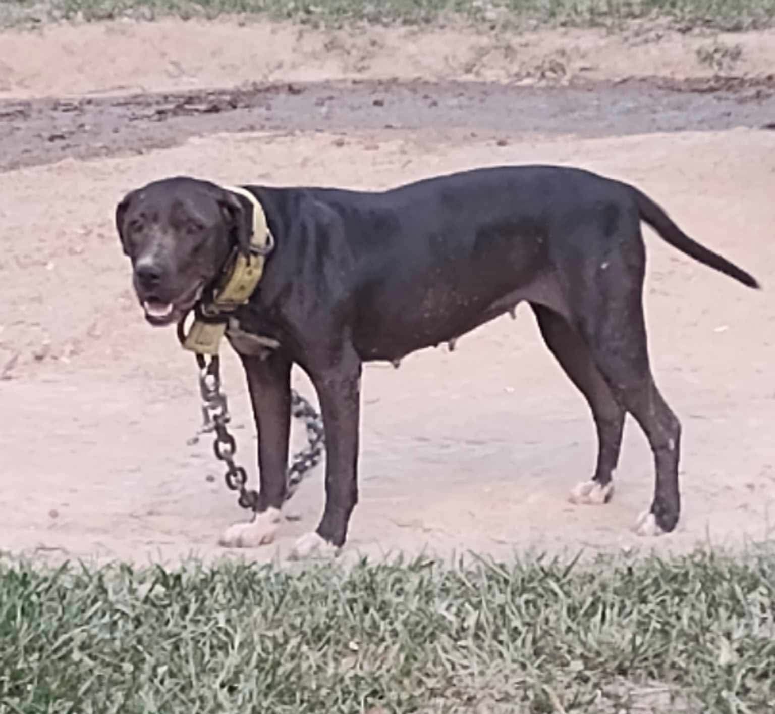 ELITE KENNEL’S KIZZY