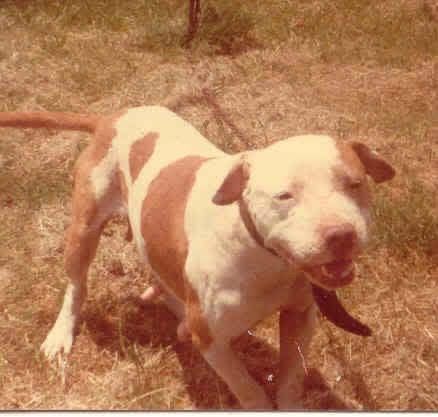 ELITE MACHO BREEDING